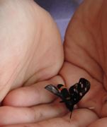 Moara Vlasiei 2 9 - 9 iun.